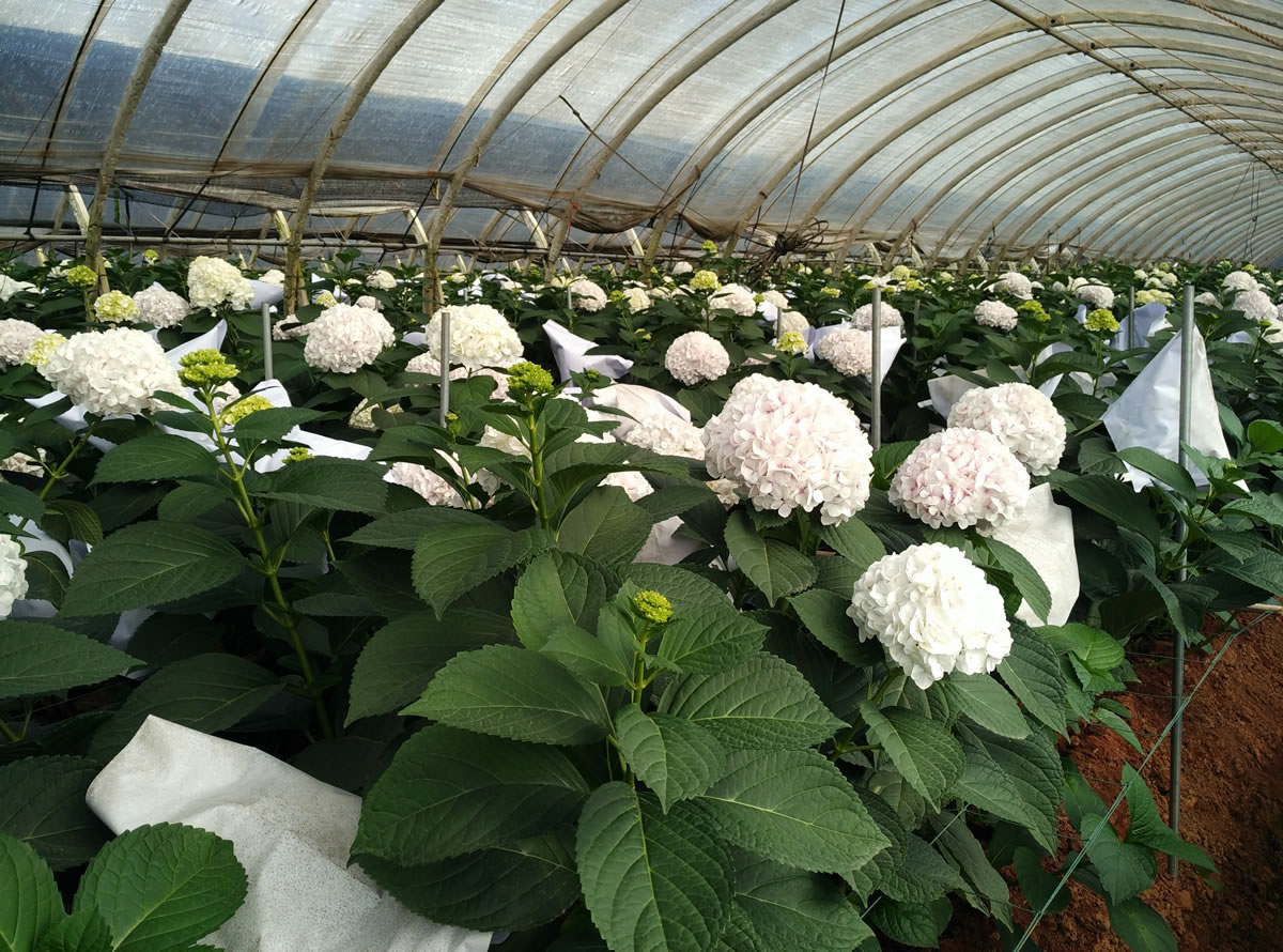 天罡助劑“耐酸性農藥型光穩定劑”獲行業協會認可 天罡助劑“耐酸性農藥型光穩定劑”獲行業協會認可