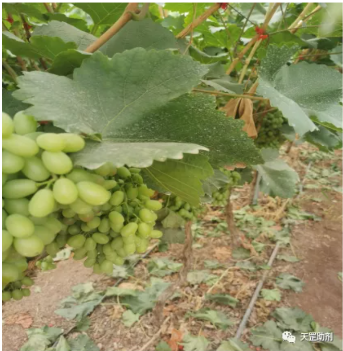 天罡耐農藥光穩定劑為唯一滿足要求助劑配方,達到國際領先水平 天罡耐農藥光穩定劑為唯一滿足要求助劑配方,達到國際領先水平