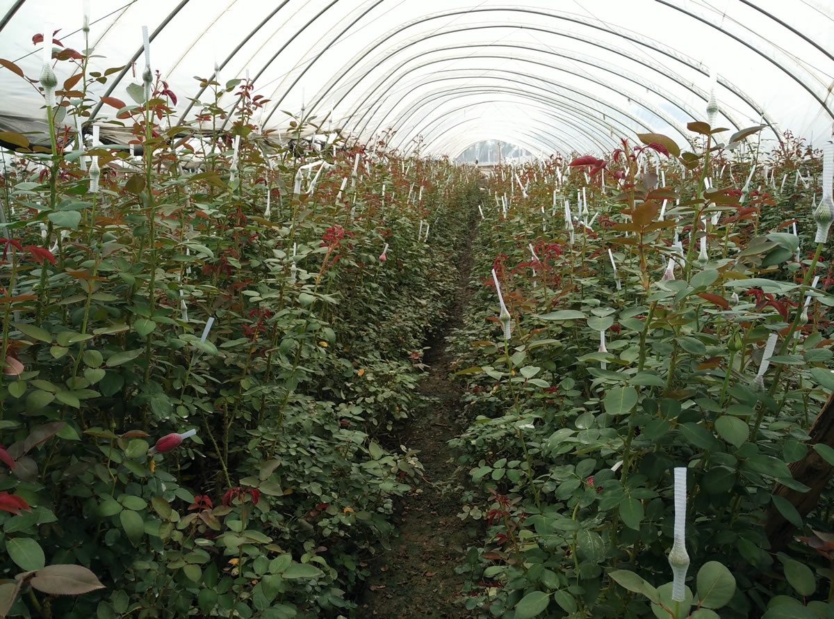 光穩定劑在汽車塑料件中的關鍵作用:天罡508與778的卓越表現